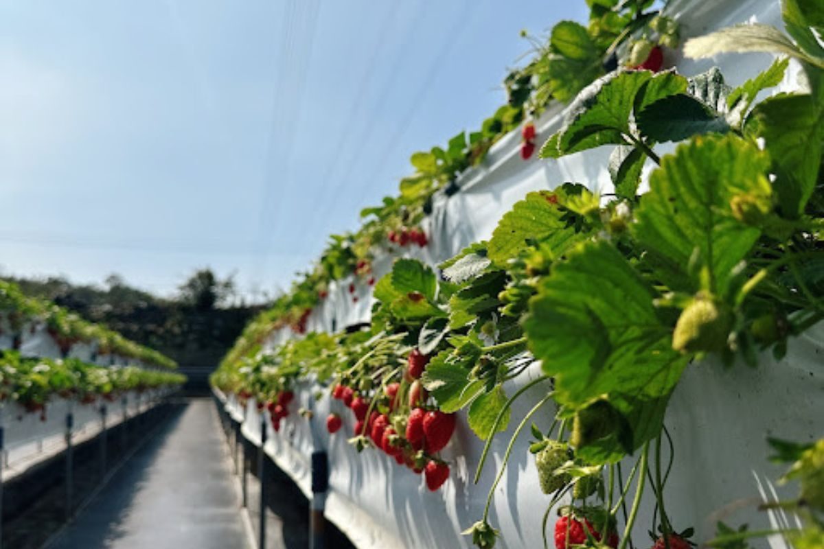 滿意牛奶蜜高架草莓農場46