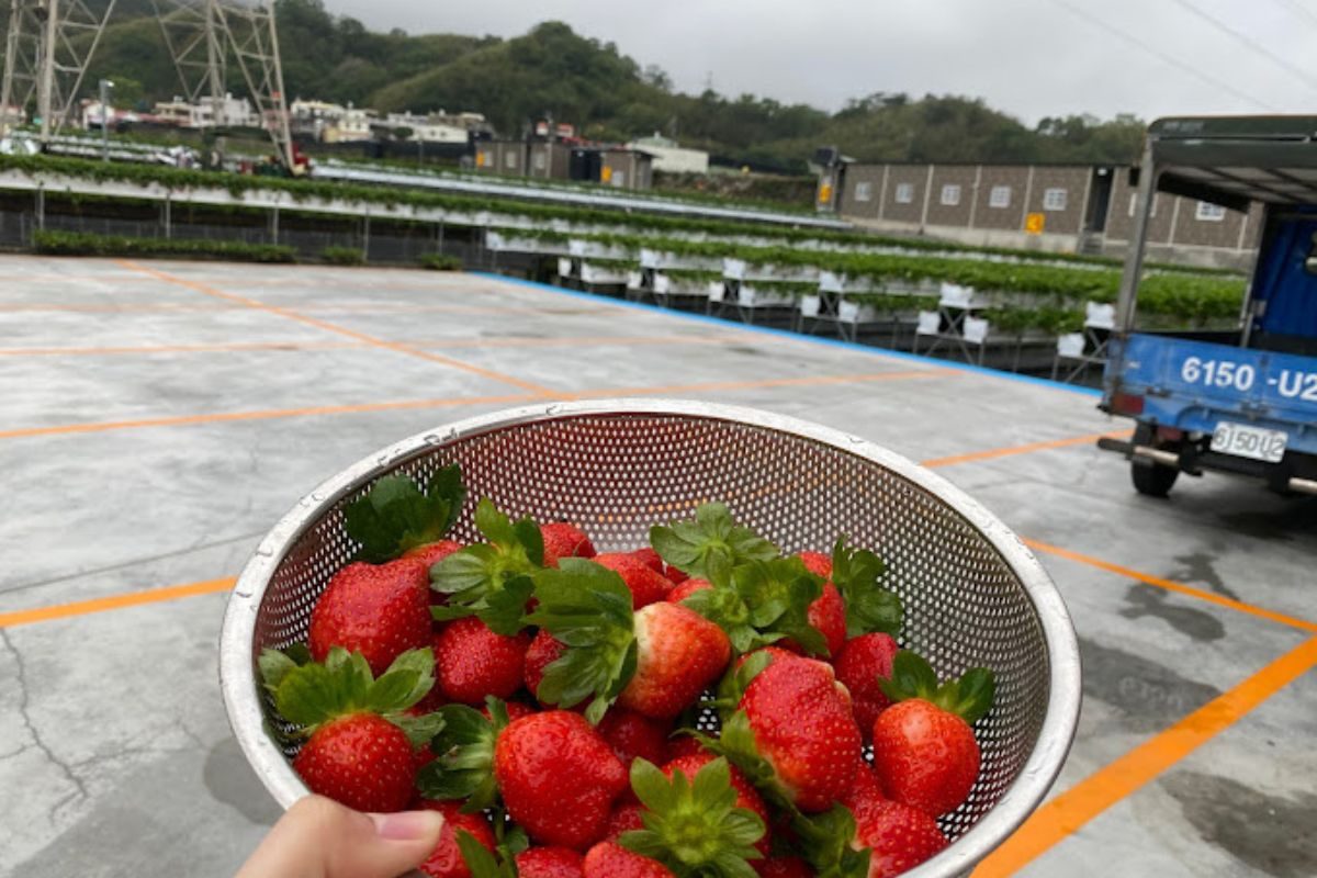 滿意牛奶蜜高架草莓農場38